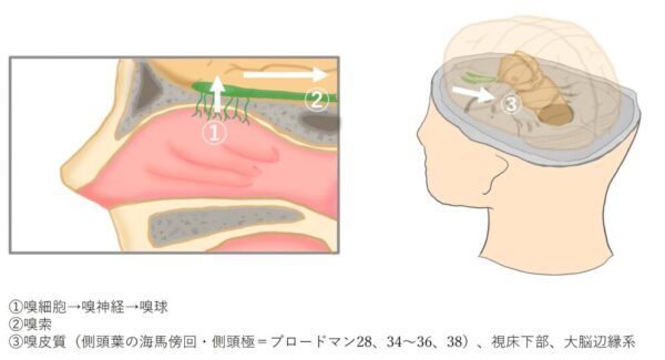香りと人間の脳との関係図