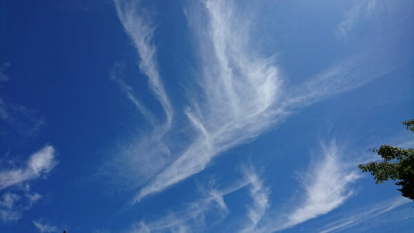 鶴雲の写真