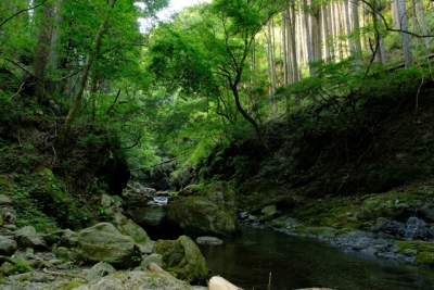 大自然の森