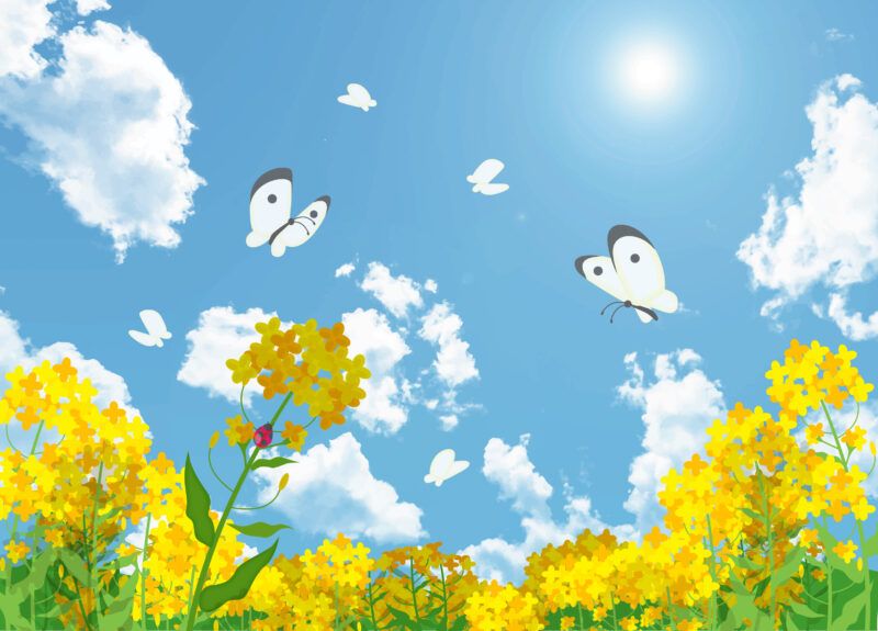 菜の花と白い蝶 イラスト図