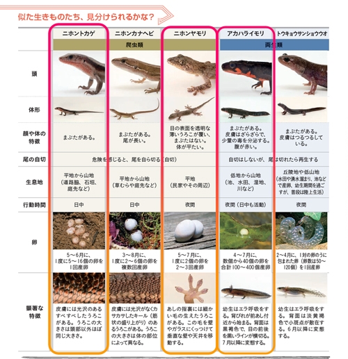 日本保護自然協会の配布資料（爬虫類と両生類）