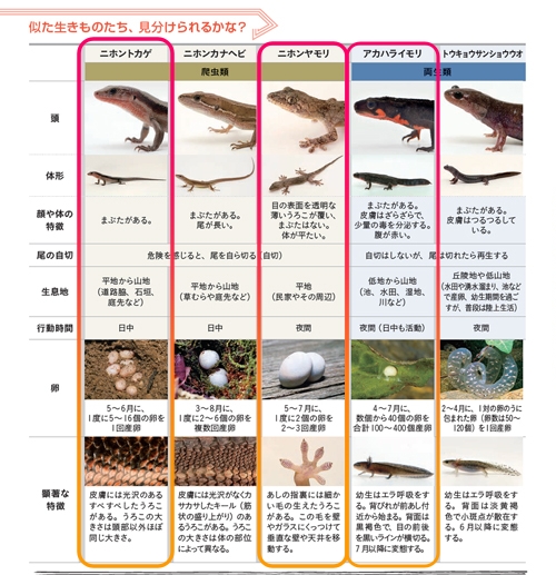 日本保護自然協会の配布資料(爬虫類と両生類)